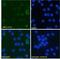 CD276 Molecule antibody, NBP2-75195, Novus Biologicals, Flow Cytometry image 