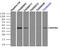 SEK1 antibody, TA500430, Origene, Immunoprecipitation image 