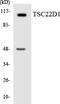 TSC22 Domain Family Member 1 antibody, LS-B12508, Lifespan Biosciences, Western Blot image 