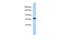 Protocadherin Related 15 antibody, GTX45912, GeneTex, Western Blot image 