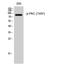 Protein Kinase C Alpha antibody, STJ90387, St John