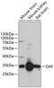 Out At First Homolog antibody, GTX66183, GeneTex, Western Blot image 