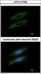 Gasdermin B antibody, GTX117760, GeneTex, Immunocytochemistry image 