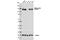 Vinculin antibody, 13901T, Cell Signaling Technology, Western Blot image 