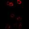 Hydroxysteroid 17-Beta Dehydrogenase 2 antibody, abx225222, Abbexa, Western Blot image 