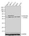 Keratin 13 antibody, MA5-12135, Invitrogen Antibodies, Western Blot image 