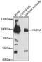 Hydroxyacyl-CoA Dehydrogenase Trifunctional Multienzyme Complex Subunit Alpha antibody, 14-909, ProSci, Immunoprecipitation image 