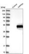 Type I inositol-1,4,5-trisphosphate 5-phosphatase antibody, PA5-52921, Invitrogen Antibodies, Western Blot image 