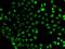 SUB1 Regulator Of Transcription antibody, orb247782, Biorbyt, Immunofluorescence image 