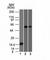 TOX High Mobility Group Box Family Member 3 antibody, V2542SAF-100UG, NSJ Bioreagents, Flow Cytometry image 