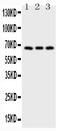 TNF Receptor Superfamily Member 8 antibody, LS-C357442, Lifespan Biosciences, Western Blot image 