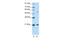 Zinc Finger And SCAN Domain Containing 20 antibody, 29-139, ProSci, Enzyme Linked Immunosorbent Assay image 