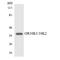 Olfactory Receptor Family 10 Subfamily K Member 1 antibody, A16870, Boster Biological Technology, Western Blot image 