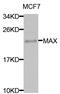 MYC Associated Factor X antibody, LS-C331941, Lifespan Biosciences, Western Blot image 