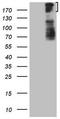 BCL6 Corepressor antibody, TA807724S, Origene, Western Blot image 
