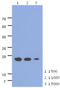 Acireductone Dioxygenase 1 antibody, MBS200233, MyBioSource, Western Blot image 