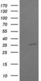COP9 Signalosome Subunit 6 antibody, MA5-26223, Invitrogen Antibodies, Western Blot image 