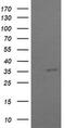 COP9 Signalosome Subunit 6 antibody, MA5-26223, Invitrogen Antibodies, Western Blot image 