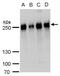 Microtubule Associated Protein 4 antibody, PA5-35920, Invitrogen Antibodies, Western Blot image 