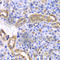 Synaptotagmin Binding Cytoplasmic RNA Interacting Protein antibody, A7219, ABclonal Technology, Immunohistochemistry paraffin image 