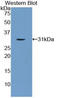 DNA Ligase 1 antibody, LS-C295134, Lifespan Biosciences, Western Blot image 