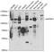 Mitogen-Activated Protein Kinase Kinase Kinase Kinase 3 antibody, GTX32713, GeneTex, Western Blot image 