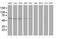 Dystrobrevin Alpha antibody, MA5-25379, Invitrogen Antibodies, Western Blot image 