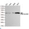 Coactivator Associated Arginine Methyltransferase 1 antibody, LS-C813100, Lifespan Biosciences, Western Blot image 