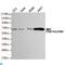Coactivator Associated Arginine Methyltransferase 1 antibody, LS-C813100, Lifespan Biosciences, Western Blot image 