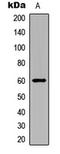 ERK8 antibody, LS-C368410, Lifespan Biosciences, Western Blot image 