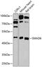 SMAD Family Member 6 antibody, 13-209, ProSci, Western Blot image 