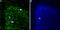 Two Pore Segment Channel 2 antibody, GTX03430, GeneTex, Immunohistochemistry frozen image 