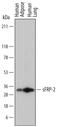 Secreted Frizzled Related Protein 2 antibody, MAB6838, R&D Systems, Western Blot image 