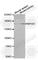 NPHS1 Adhesion Molecule, Nephrin antibody, A3048, ABclonal Technology, Western Blot image 