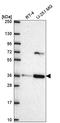 Secretory Carrier Membrane Protein 3 antibody, HPA071167, Atlas Antibodies, Western Blot image 