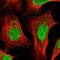 Zinc finger protein 37 antibody, NBP2-13546, Novus Biologicals, Immunofluorescence image 