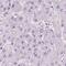 Lengsin antibody, PA5-56601, Invitrogen Antibodies, Immunohistochemistry frozen image 