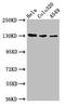 Integrin Subunit Alpha V antibody, LS-C671372, Lifespan Biosciences, Western Blot image 