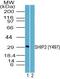 Inositol Polyphosphate Phosphatase Like 1 antibody, PA5-23331, Invitrogen Antibodies, Western Blot image 