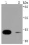 Small Ubiquitin Like Modifier 4 antibody, A06740-1, Boster Biological Technology, Western Blot image 