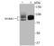 Microtubule Affinity Regulating Kinase 2 antibody, NBP2-75566, Novus Biologicals, Western Blot image 