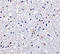 Duffy antigen/chemokine receptor antibody, LS-C19691, Lifespan Biosciences, Immunohistochemistry paraffin image 