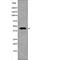 Gap Junction Protein Alpha 1 antibody, abx215617, Abbexa, Western Blot image 