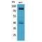 Interleukin 1 Receptor Type 1 antibody, LS-C387036, Lifespan Biosciences, Western Blot image 