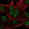 Integrator Complex Subunit 9 antibody, PA5-66872, Invitrogen Antibodies, Immunofluorescence image 