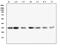 Coatomer Protein Complex Subunit Epsilon antibody, M04544, Boster Biological Technology, Western Blot image 