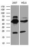 Tektin-2 antibody, M13799, Boster Biological Technology, Western Blot image 