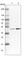 Glycogen Synthase Kinase 3 Beta antibody, HPA028017, Atlas Antibodies, Western Blot image 