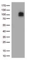 Prominin 1 antibody, TA813576, Origene, Western Blot image 