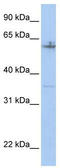 SAM Pointed Domain Containing ETS Transcription Factor antibody, TA330588, Origene, Western Blot image 